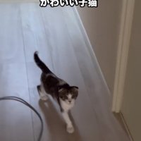 歩いてくる子猫