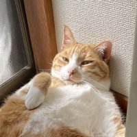 薄目を開ける猫の顔