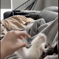 人の指にじゃれている子猫