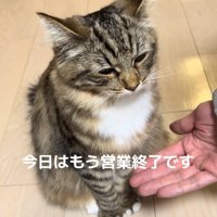半目になっている猫「今日はもう営業終了です」