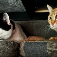 室内にいる猫たち