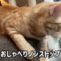ベランダの虫を見ている猫