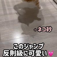 ジャンプをしている猫