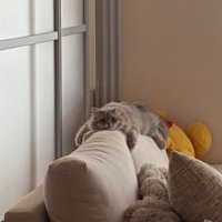 室内にいる猫