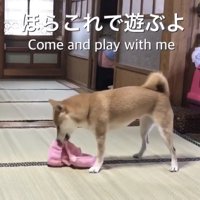 おもちゃを見つけた柴犬