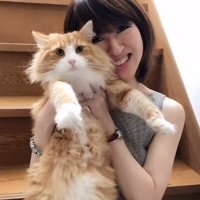 飼い主に上半身を抱えられているノルウェージャンフォレストキャット
