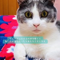 飼い主さんの指の動きを目で追いかけるハチワレ猫