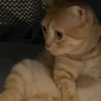 こたつにいる猫