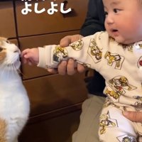 猫の顔に手を近づけている赤ちゃん