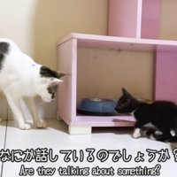 子猫を見ている猫