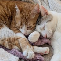 くっついて寝る2匹の猫