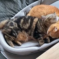 胸元を毛づくろい: