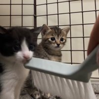 ホウキで触られる子猫