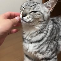 目を閉じ気味で撫でられている立った猫の上半身