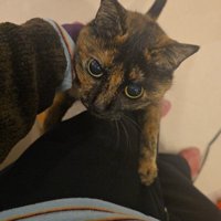 抱っこを求める猫