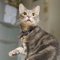 お座りをしている舌をしまい忘れた猫の上半身アップ