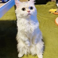 後ろ足でお座りするミヌエット