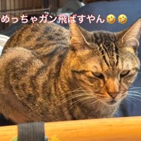 睨みつける猫