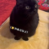 なでるのをやめて驚く黒猫