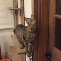 見上げる姿