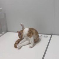 浴槽の蓋の上で毛繕いをする子猫