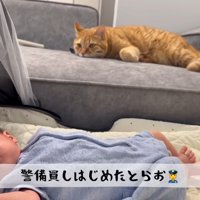 ソファで赤ちゃんを見守る茶トラ猫