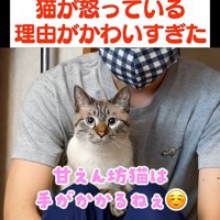 カメラ目線の猫