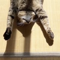 『バンザイ』をするような体勢で眠るキジトラ猫
