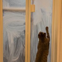 ドアに映った飼い主の手を見つめる猫