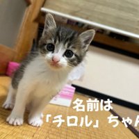 床に座っている子猫