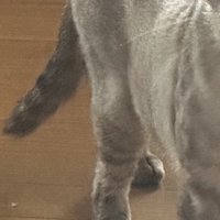 スリムな体型の猫の体