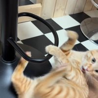 輪っかをくぐったあとの猫