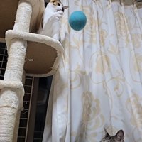 猫パンチの準備