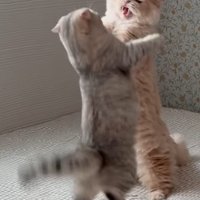 手前の猫が尻尾を水平に伸ばし取っ組み合う2匹の猫