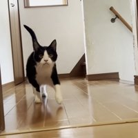 降りてきたひまわり