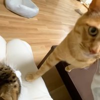 お膝に右前足を置く茶トラさん