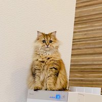 洗濯機の上に座るペルシャ猫