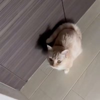 不思議そうに顔を上げる猫