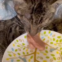 お皿のごはんを食べる子猫