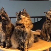 右を向く3匹のサビ猫