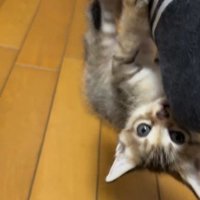 人の足に掴まってぶら下がっている子猫