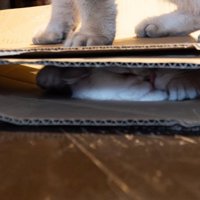 つぶれている猫