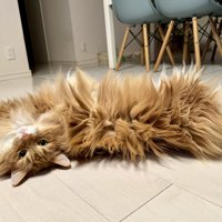 横に伸びて転がる猫