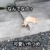 お腹を見せる子猫