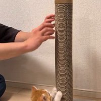 パパの真似して爪とぎする猫