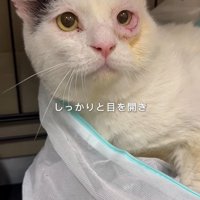 ネットから出た猫