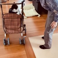 おばあちゃんとカートに乗る猫
