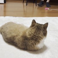 リビングでくつろぐ猫