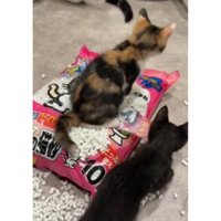 猫砂の袋に乗っている猫