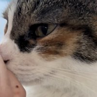 人吸いをする猫